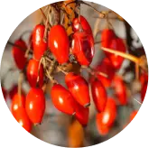 Berberis fruit representing berberine HCl