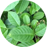 Banaba leaves