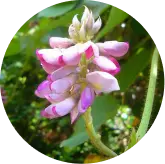 Kudzu flowers