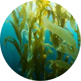 Japanese sea kelp growing underwater