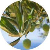 Olive leaves and fruit